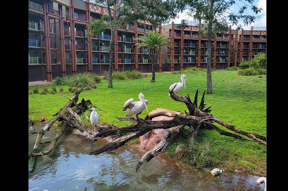 Large white pelicans perched on fallen tree branches near water feature with Disney resort building and lush green lawn in background