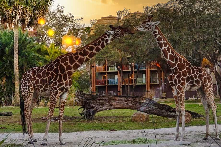 Two giraffes standing near resort accommodations at dusk with tropical landscaping and warm lighting in the background.
