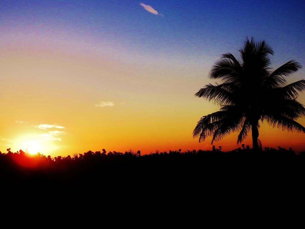 Tropical sunset with silhouetted palm tree against orange and purple sky horizon at Disney Vacation Club resort